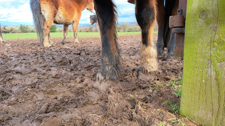 horse with muddy legs standing in muddy field